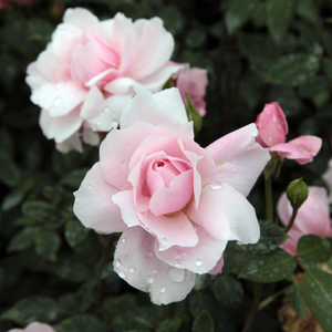 Rose pâle - rosiers anglais